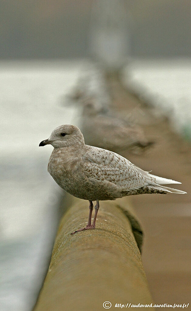 Goéland à ailes blanches