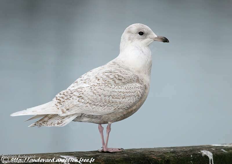 Iceland Gull, identification