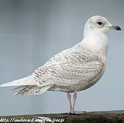 Iceland Gull