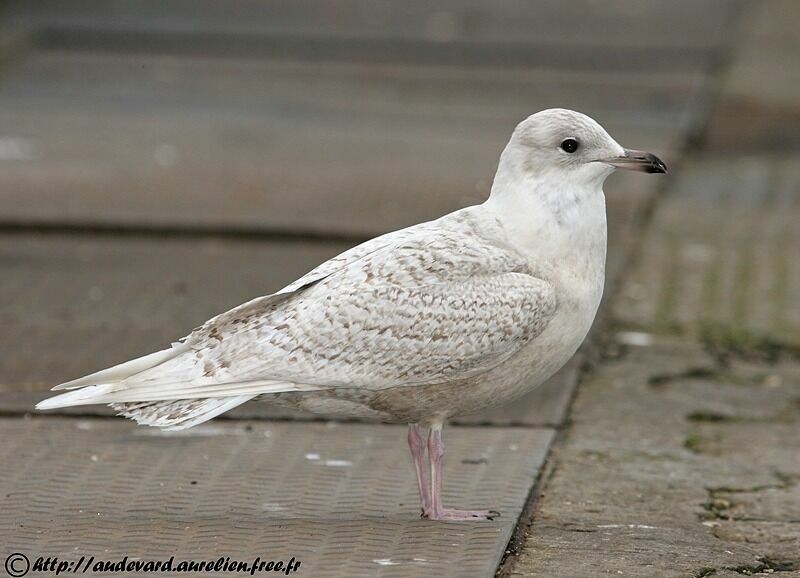 Goéland à ailes blanches