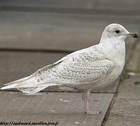 Iceland Gull