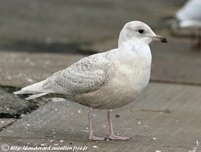 Iceland GullSecond year