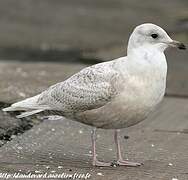 Iceland Gull