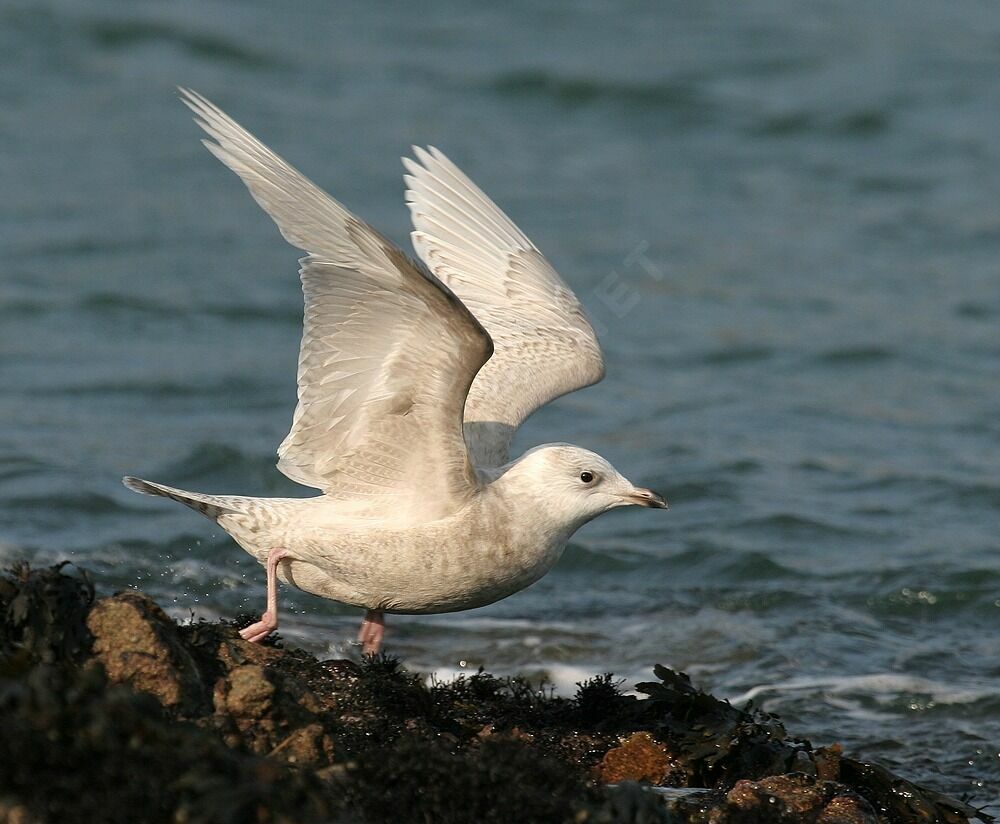 Goéland à ailes blanches