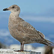 Glaucous-winged Gull