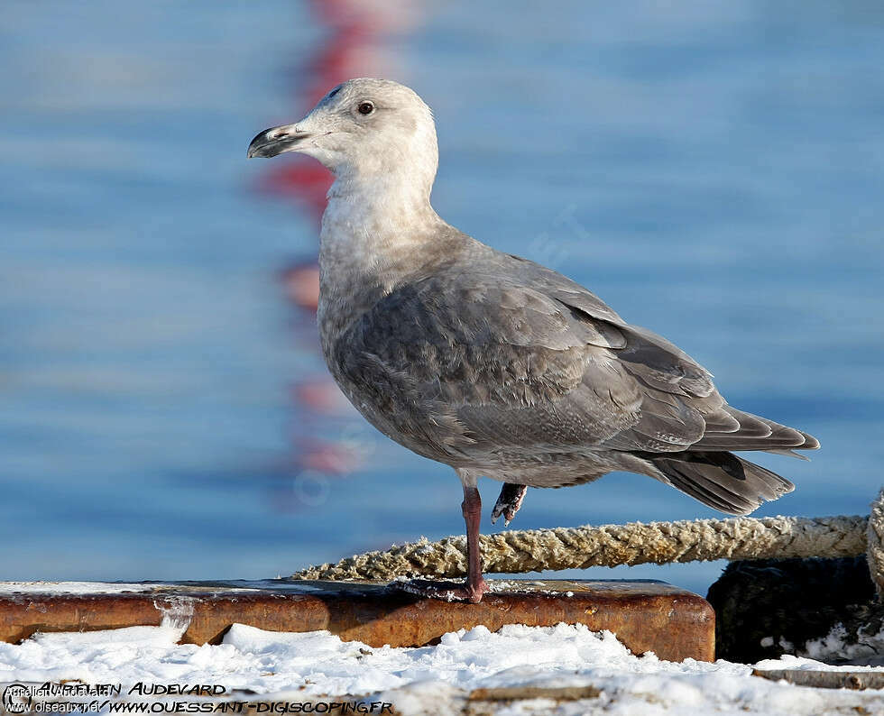 Glaucous-winged GullSecond year, identification