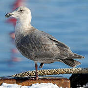 Glaucous-winged Gull