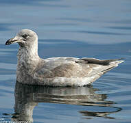 Glaucous-winged Gull