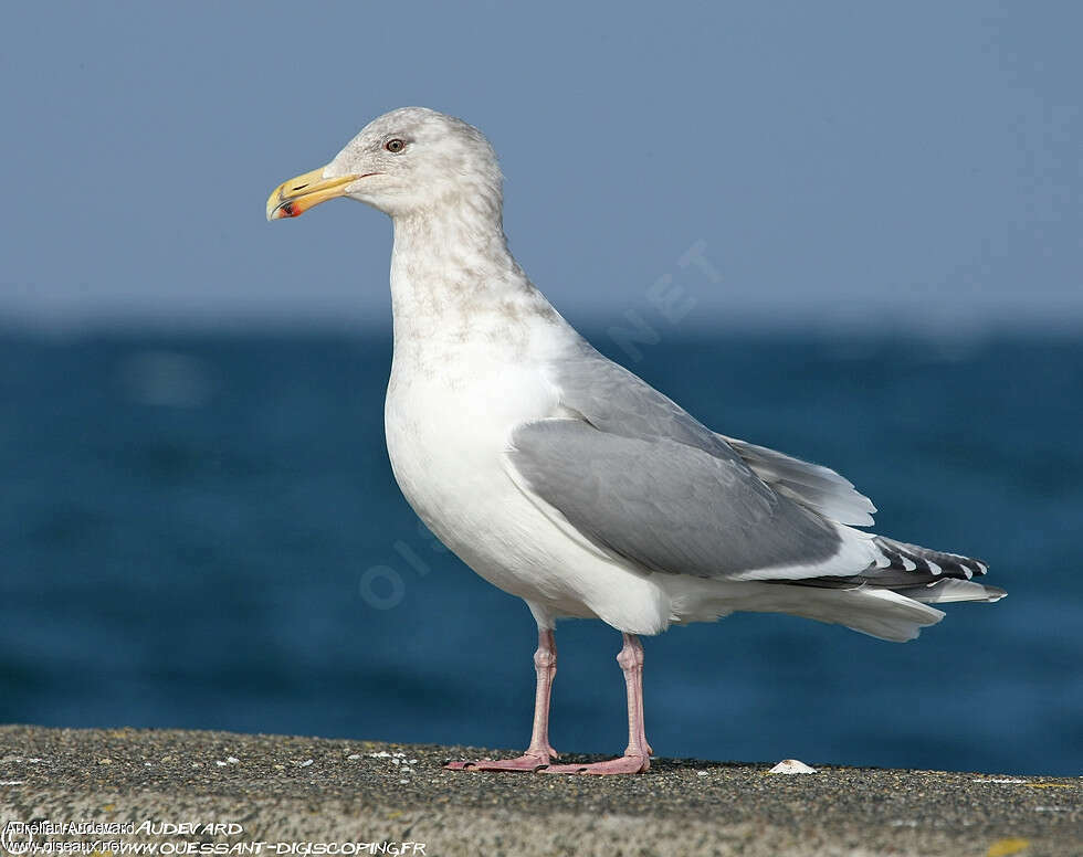 Glaucous-winged Gulladult post breeding, identification