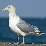 Glaucous-winged Gull