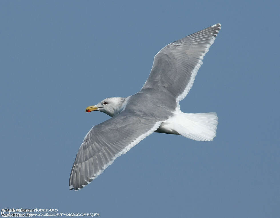 Glaucous-winged Gulladult, Flight