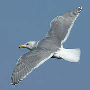 Glaucous-winged Gull