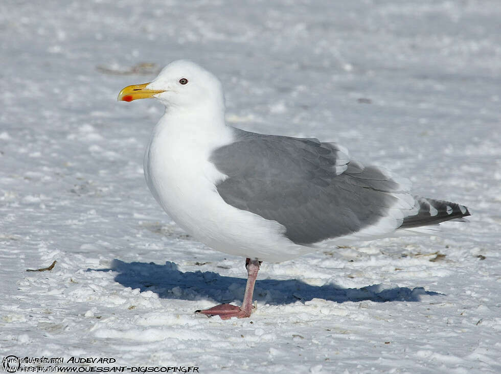 Glaucous-winged Gulladult breeding, identification