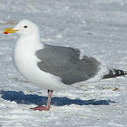 Glaucous-winged Gull