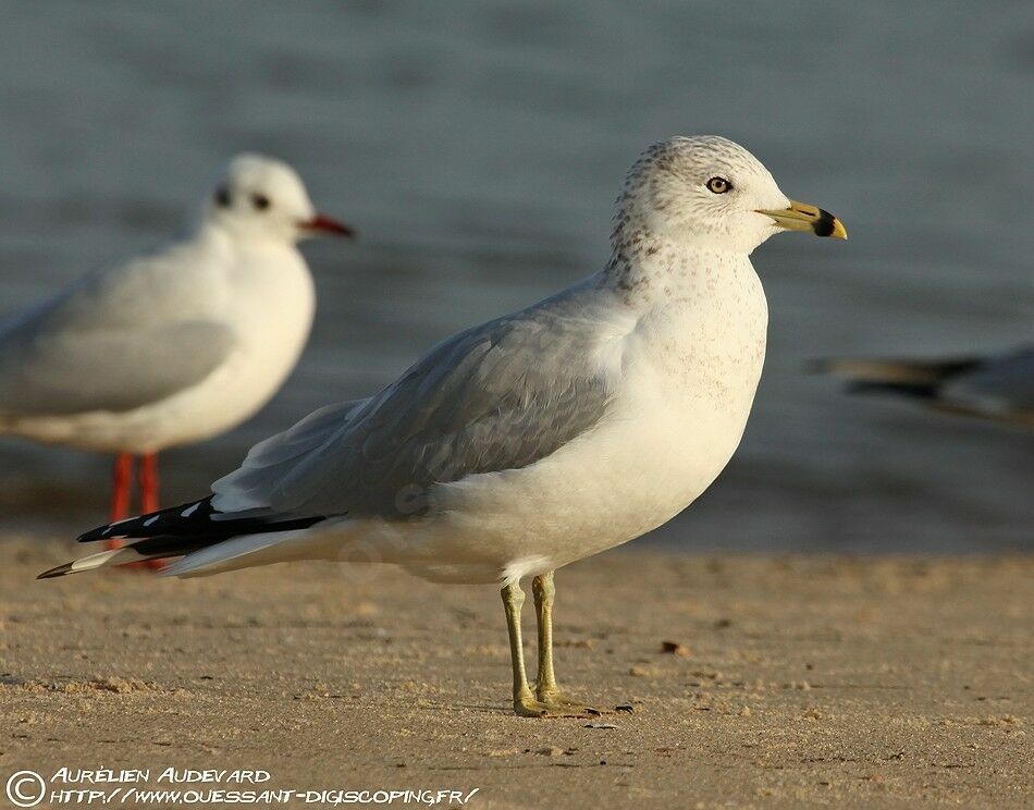 Ring-billed Gull