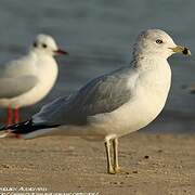 Ring-billed Gull