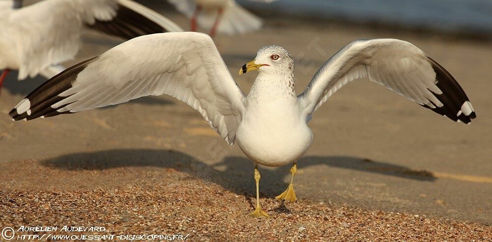 Ring-billed Gull