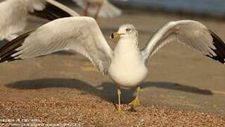 Ring-billed Gull