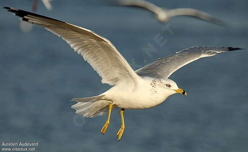 Ring-billed Gulladult, pigmentation, Flight