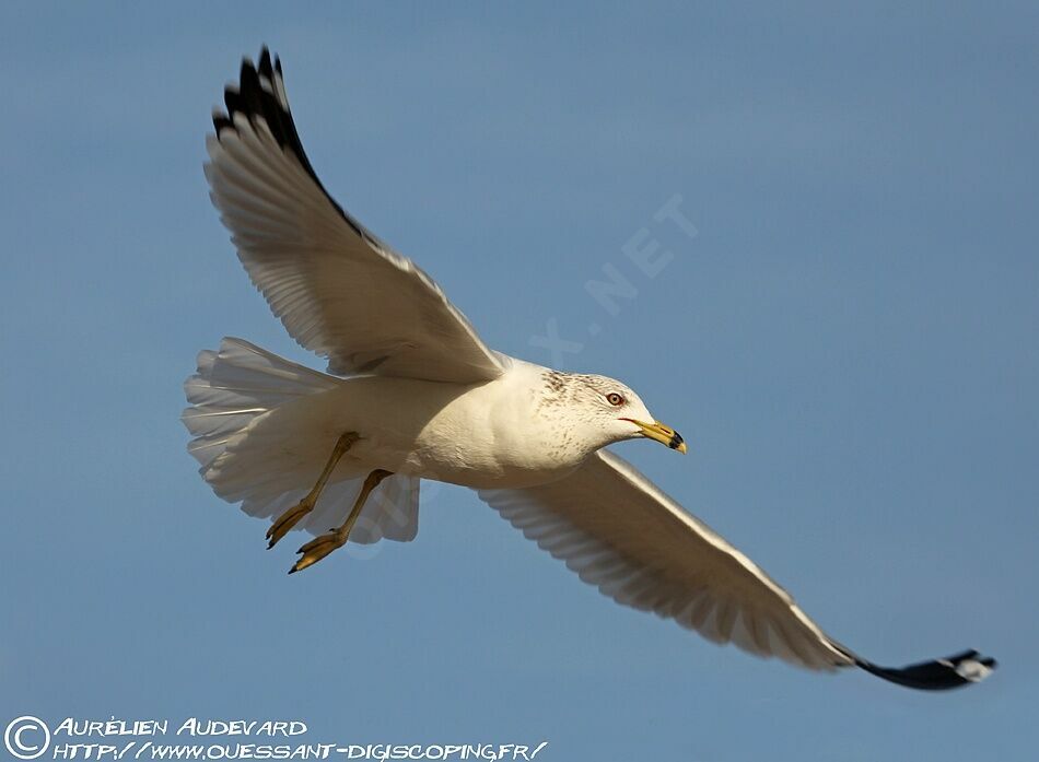 Ring-billed Gulladult post breeding