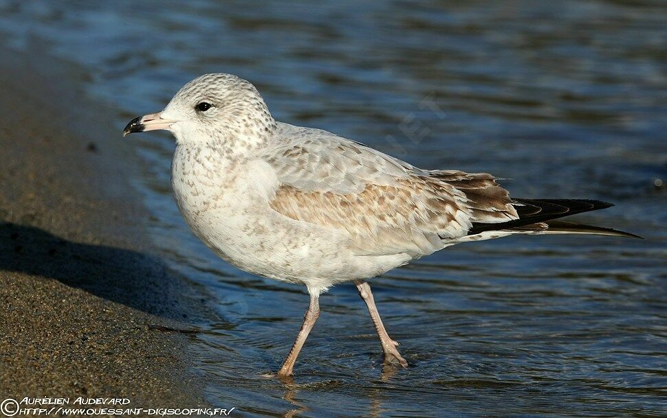 Ring-billed Gull