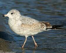 Ring-billed Gull