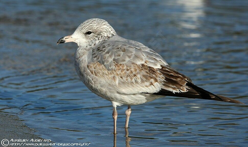 Ring-billed Gull