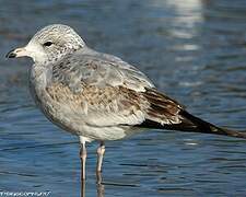 Ring-billed Gull