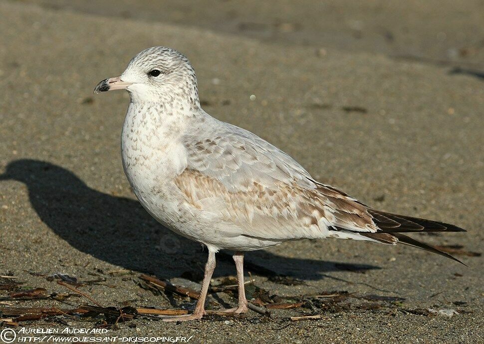 Ring-billed Gull