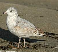 Ring-billed Gull