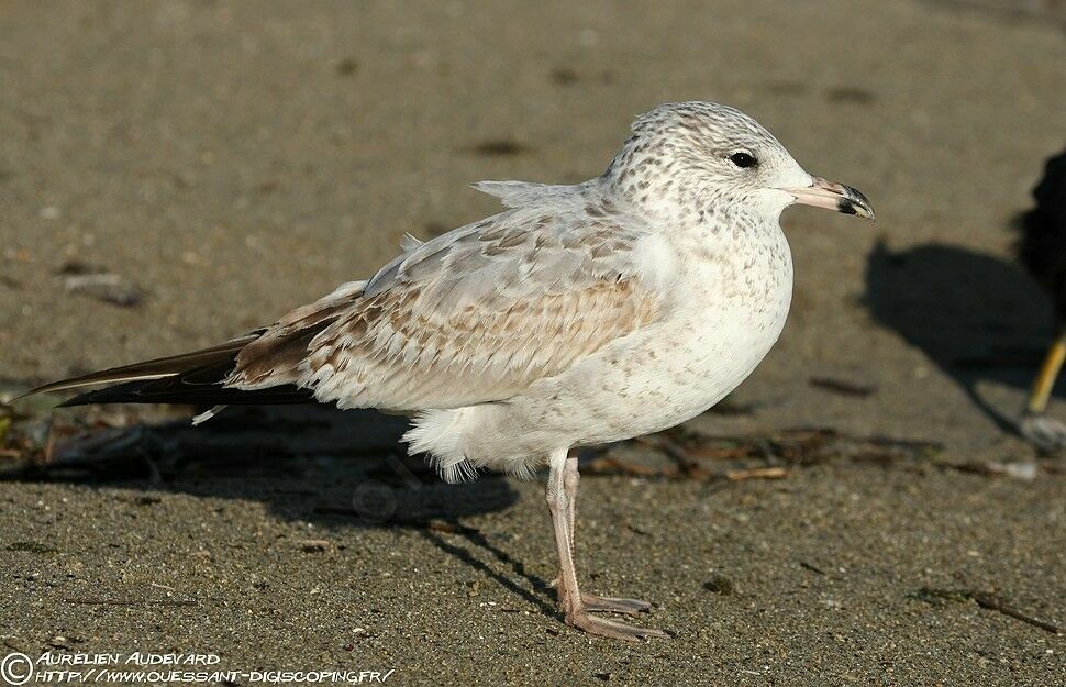 Ring-billed Gull