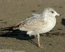 Ring-billed Gull