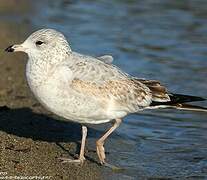 Ring-billed Gull