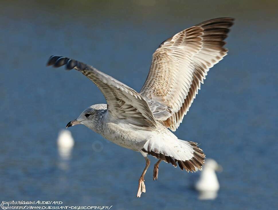 Ring-billed GullSecond year, Flight