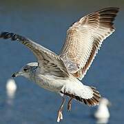 Ring-billed Gull