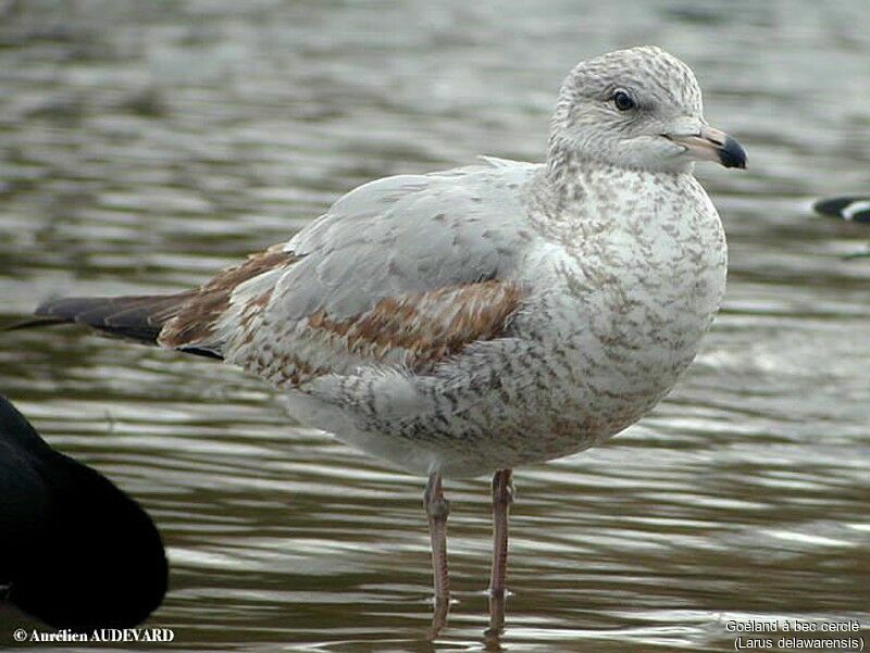 Ring-billed Gull