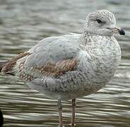 Ring-billed Gull