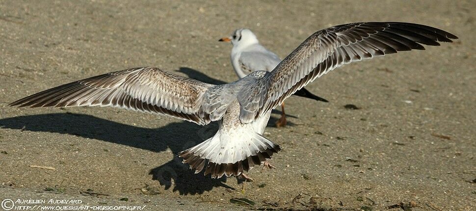 Ring-billed GullSecond year, identification