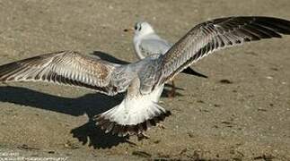 Ring-billed Gull