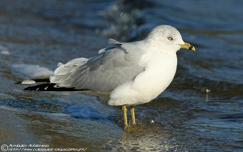 Ring-billed Gull