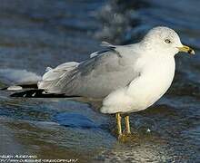 Ring-billed Gull