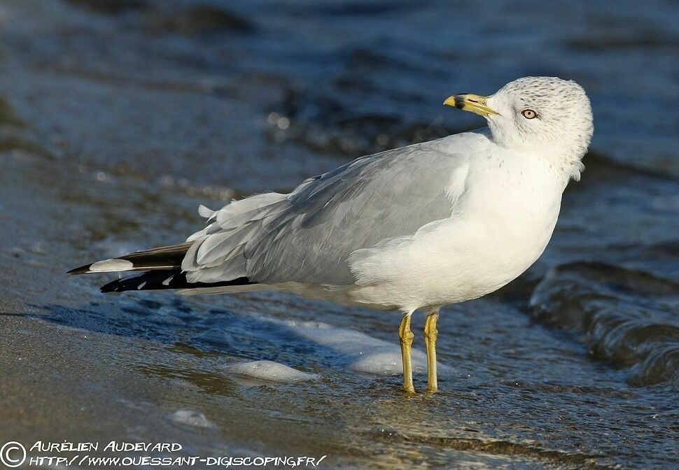 Ring-billed Gulladult post breeding, identification