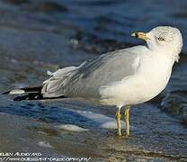 Ring-billed Gull