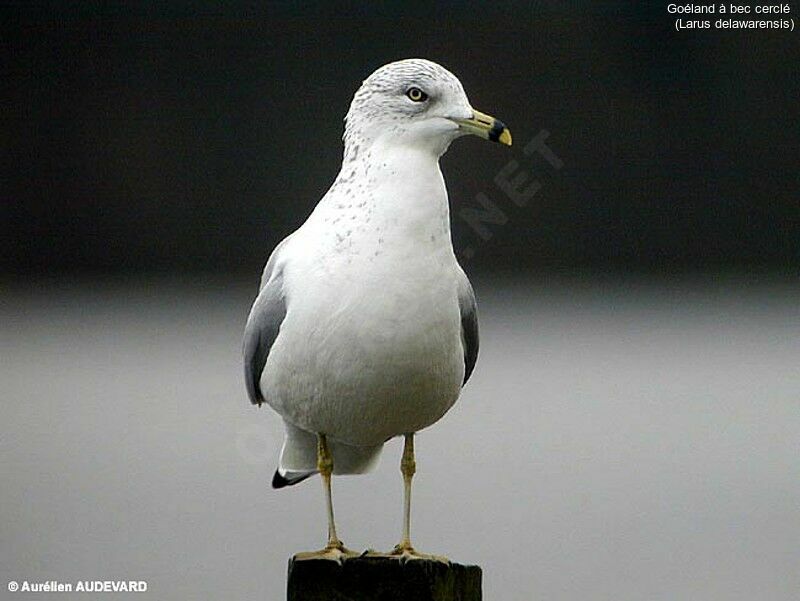 Ring-billed Gull