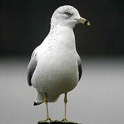 Ring-billed Gull