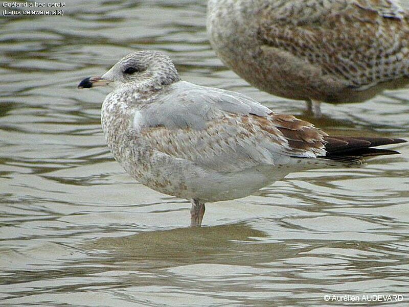 Ring-billed Gull