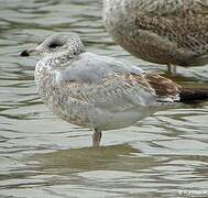 Ring-billed Gull