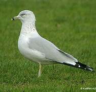 Ring-billed Gull