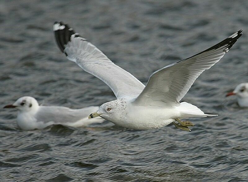 Ring-billed Gull