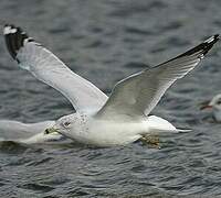 Ring-billed Gull